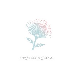 image-coming-soon